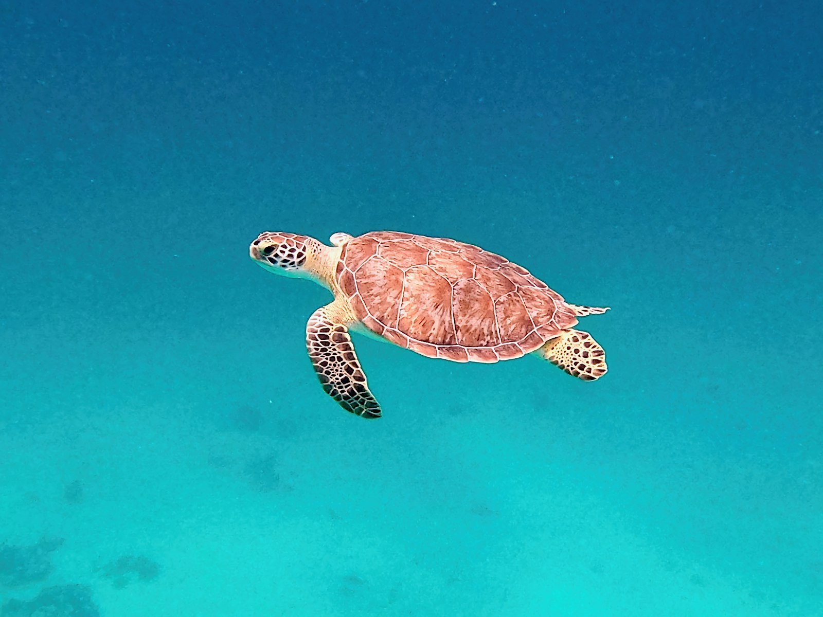 A green sea turtle gliding through clear turquoise Caribbean water